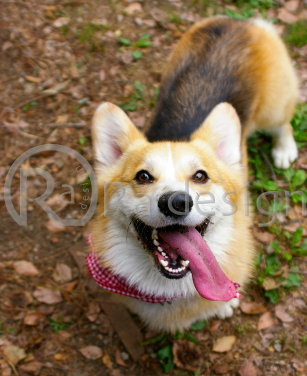 Radesign �ʐ^�B�e����